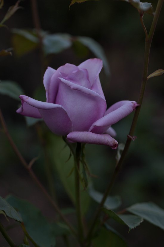 Roses and Flowers Hastings East Sussex 2017 July 09, 2017 IMG_9510