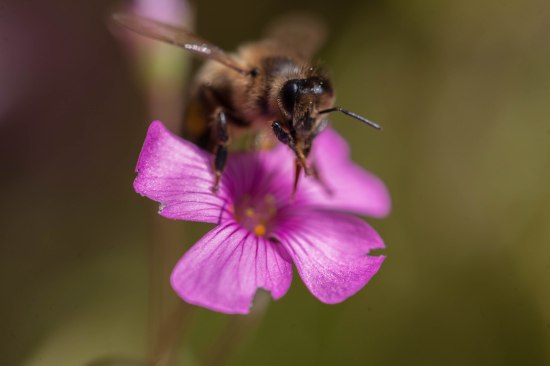 Roses and Flowers Hastings East Sussex 2017 July 09, 2017 IMG_9494