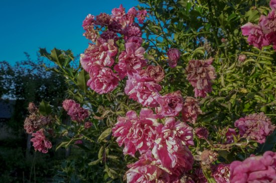 Roses and Flowers Hastings East Sussex 2017 July 09, 2017 DSCF1857